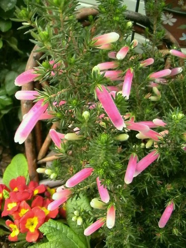 041201christmasparade