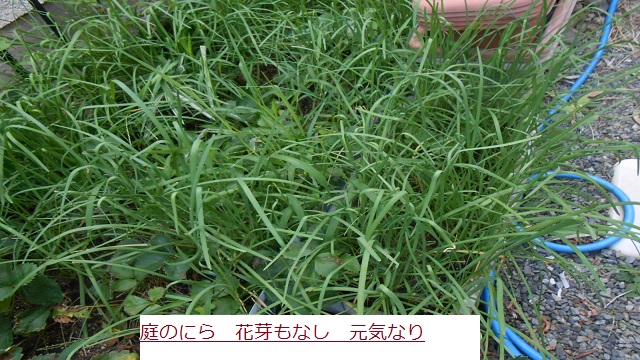 C:\fakepath\にわのにら.JPG