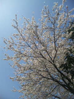 桜２０１２－６.jpg