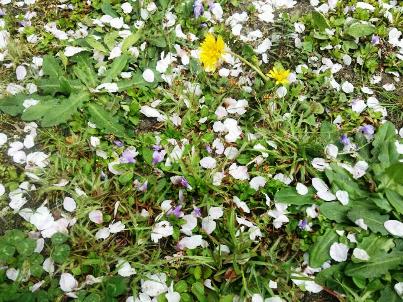 タンポポと紫の花と花びら.JPG