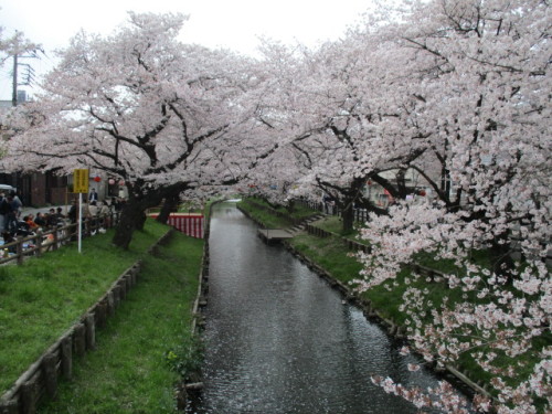 新河岸川と桜2