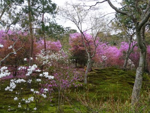 天竜寺 (34).JPG