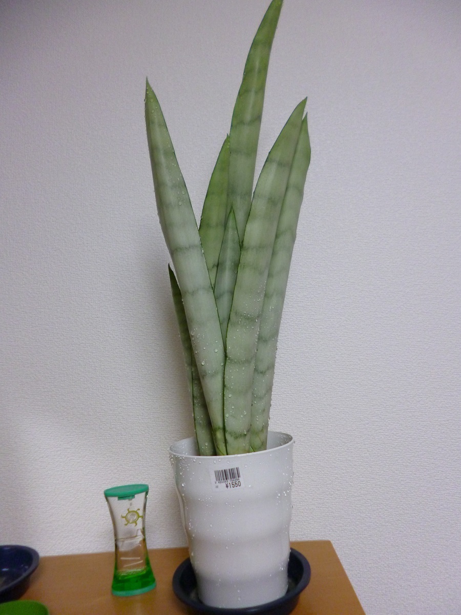 ムーンシャイン - コピー.JPG