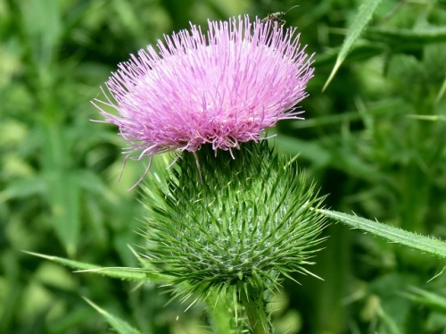 葉や茎に鋭いトゲがあり駆除するのが大変なアメリカオニアザミの花 団地周辺で見かける帰化植物 その2 しろうと自然科学者の自然観察日記 楽天ブログ