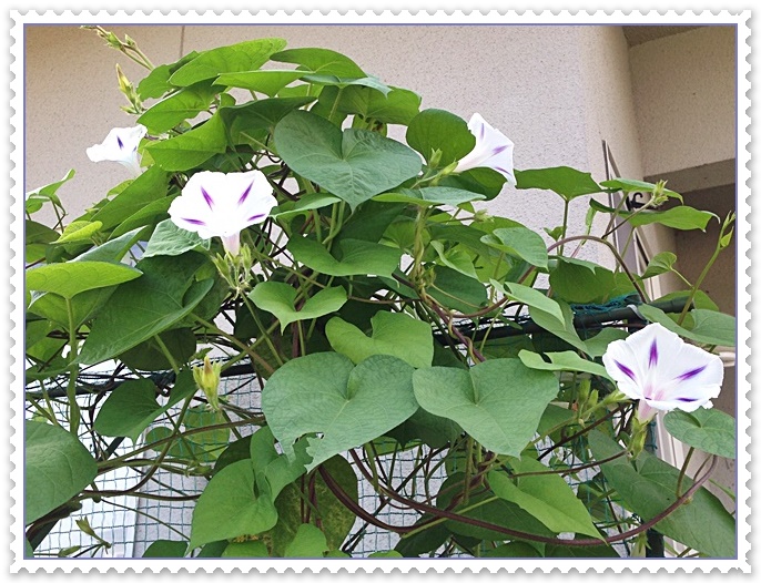 全体ミルキーウェイ2014-07-15_08-12-07.JPG
