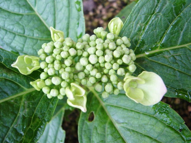 DSC08875.JPG