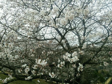桜　いっぱい.JPG