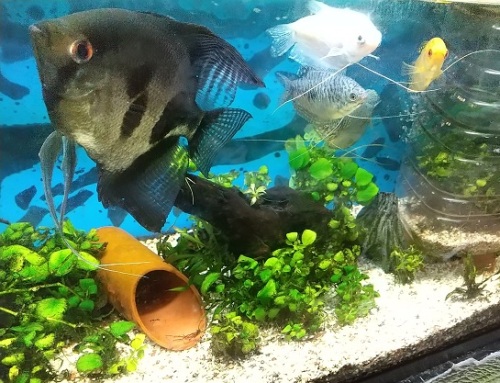 アクアリウム 水槽魚の話 の記事一覧 ネコ様とガーデニング 楽天ブログ