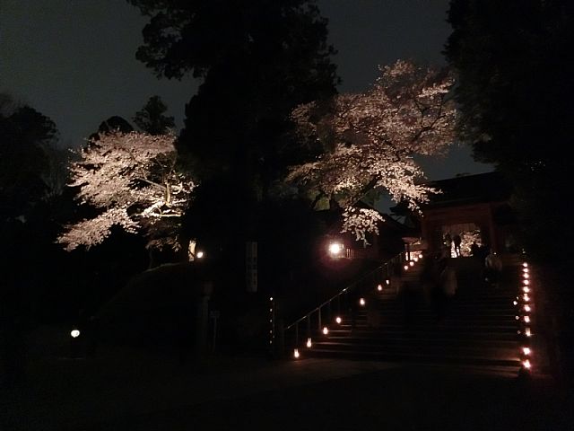 夜桜.jpg