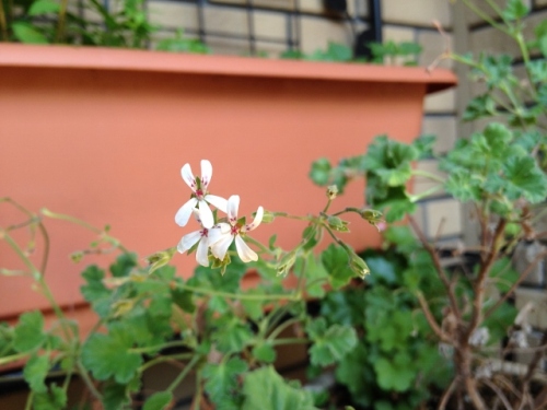 IMG_9298 (640x480).jpg