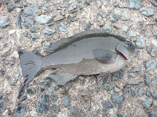 showPhoto (640×480)