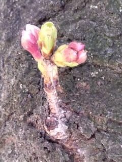 蕾がちょこりん_3月26日