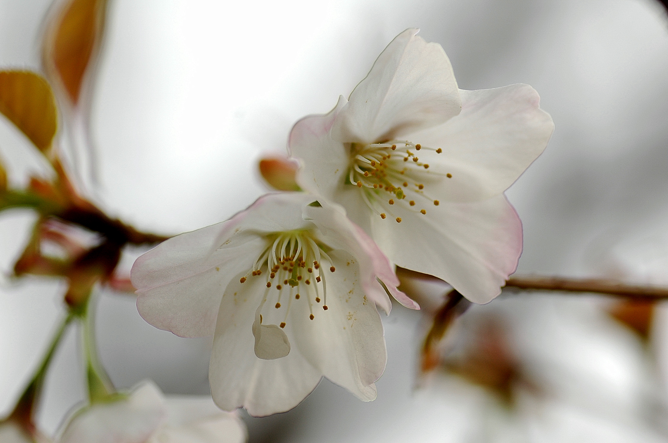 120410hatazakura2