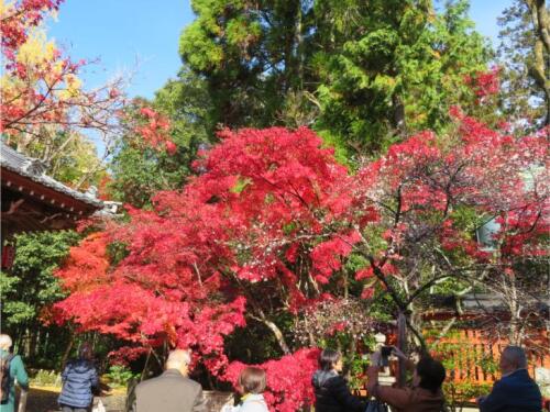 白いのは桜 (1).jpg