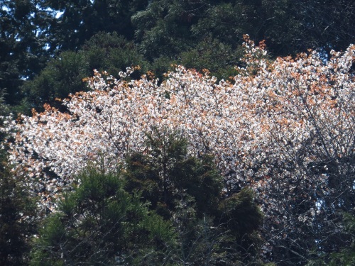 真っ白な山桜8778.jpg