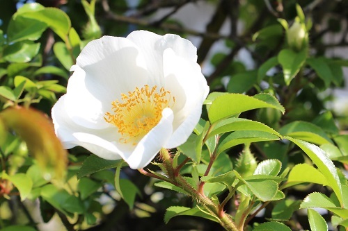 ナニワイバラ (2).JPG