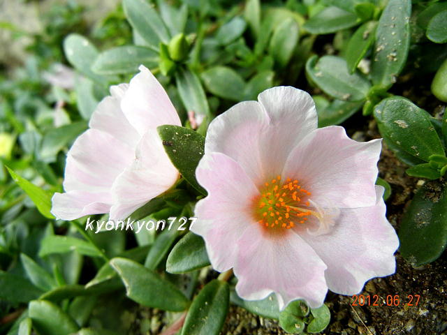 ポーチュラカピンク1