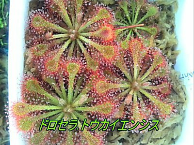 D トウカイエンシス 僕の食虫植物日記 楽天ブログ