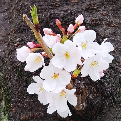 幹に桜の花房と蕾2022.jpg