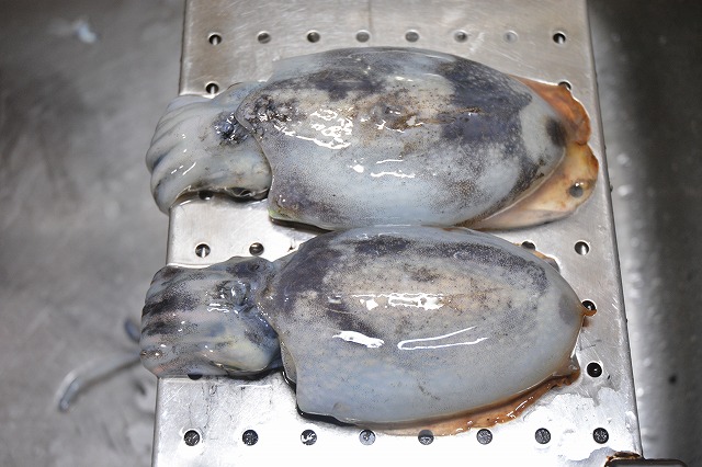 showPhoto (640×426)