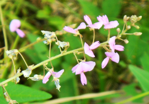 ヌスビトハギ (2).JPG