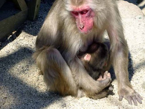 令和最初の赤ちゃん (15).JPG