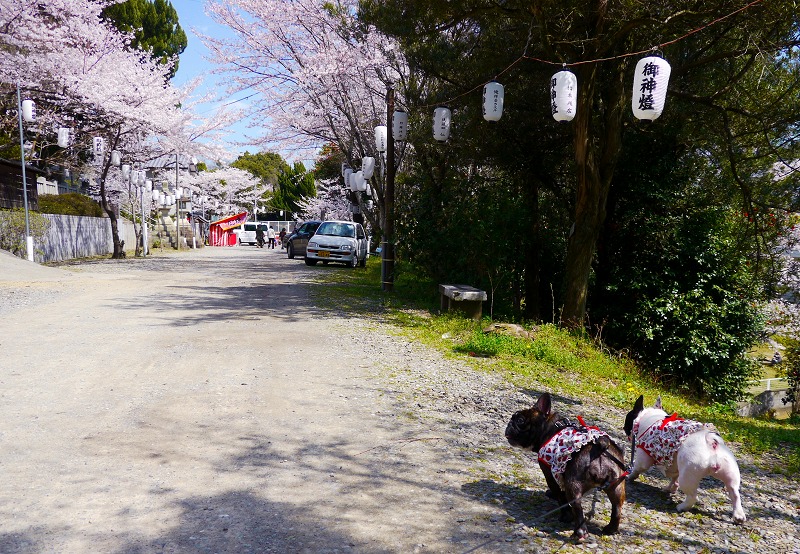 城山公園で散歩1.jpg