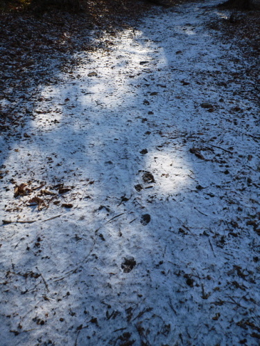 ぐんま昆虫の森　雪4.jpg