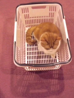 スーパーの籠に入った猫2015