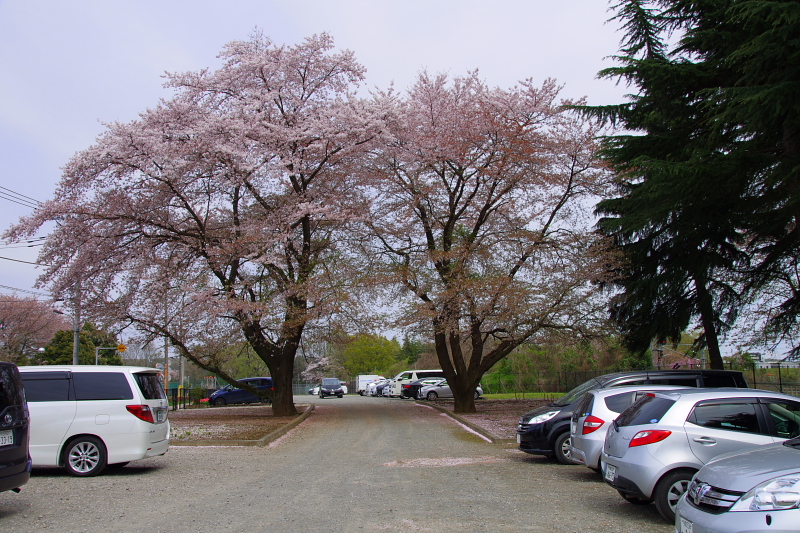 2016Sakura14.jpg