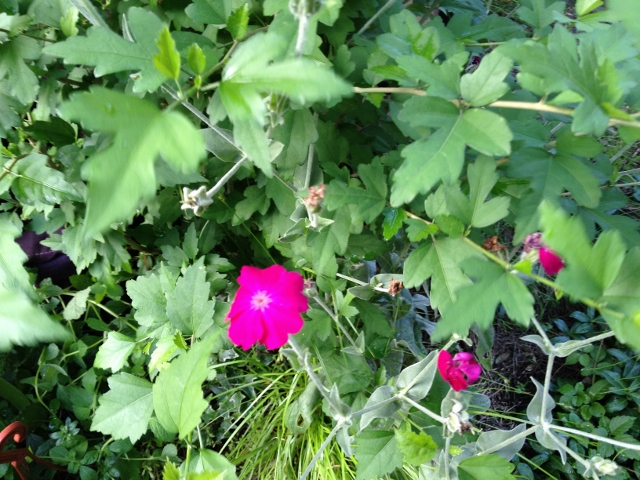 IMG_0479 (640x480).jpg