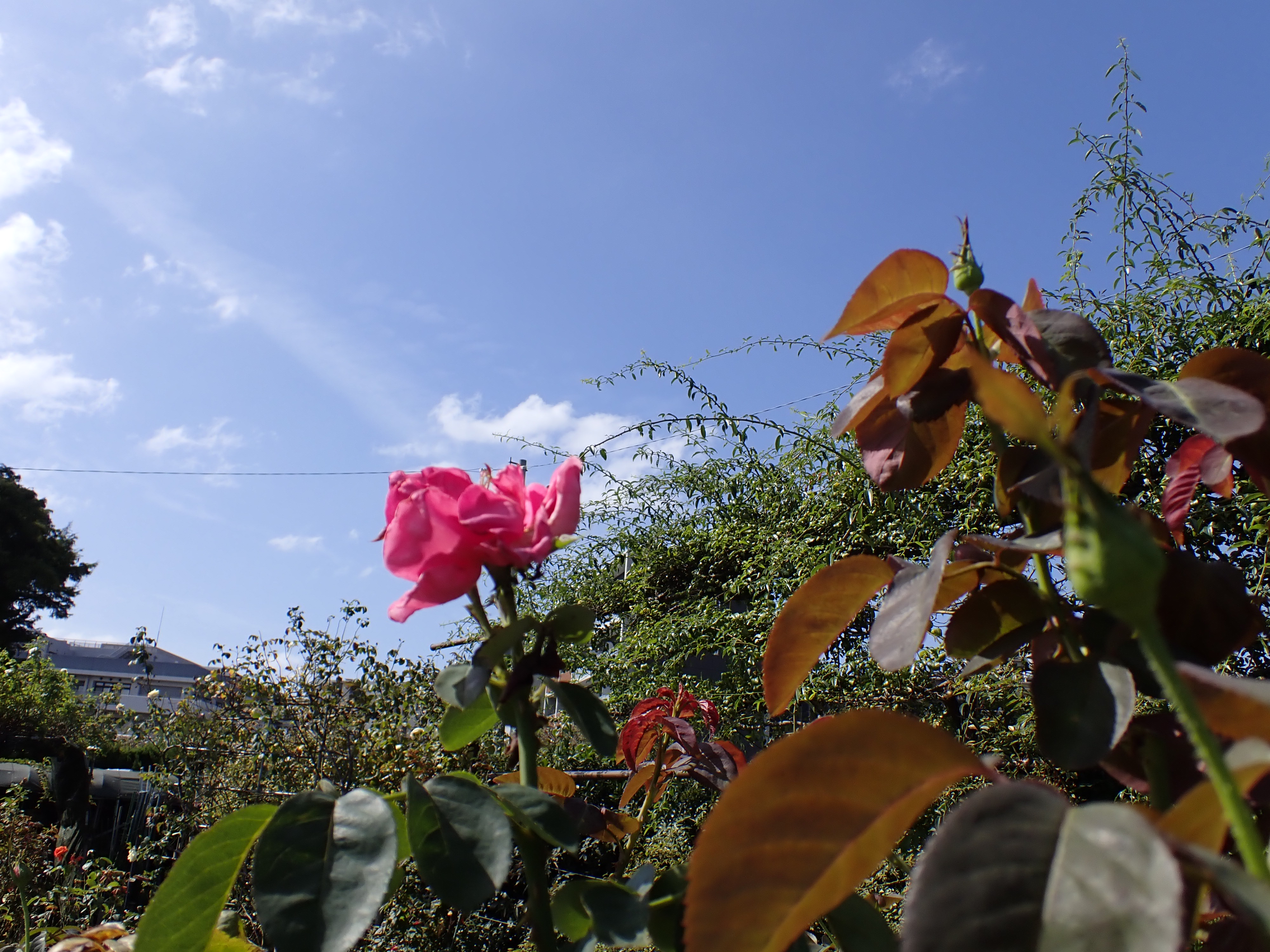 _A070046.JPG
