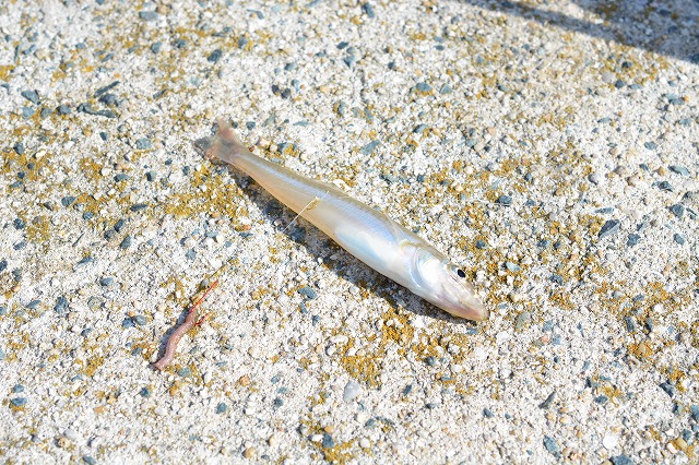 showPhoto (640×426)