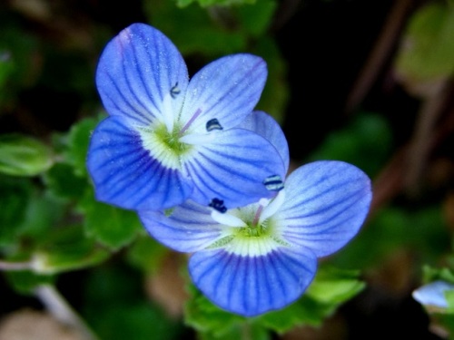 星の瞳 の別名がピッタリのオオイヌノフグリの花 3月初めの昭和記念公園での自然観察 その5 しろうと自然科学者の自然観察日記 楽天ブログ