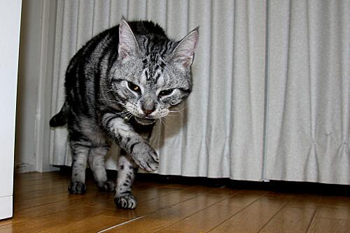 img_cyapi_8741.jpg