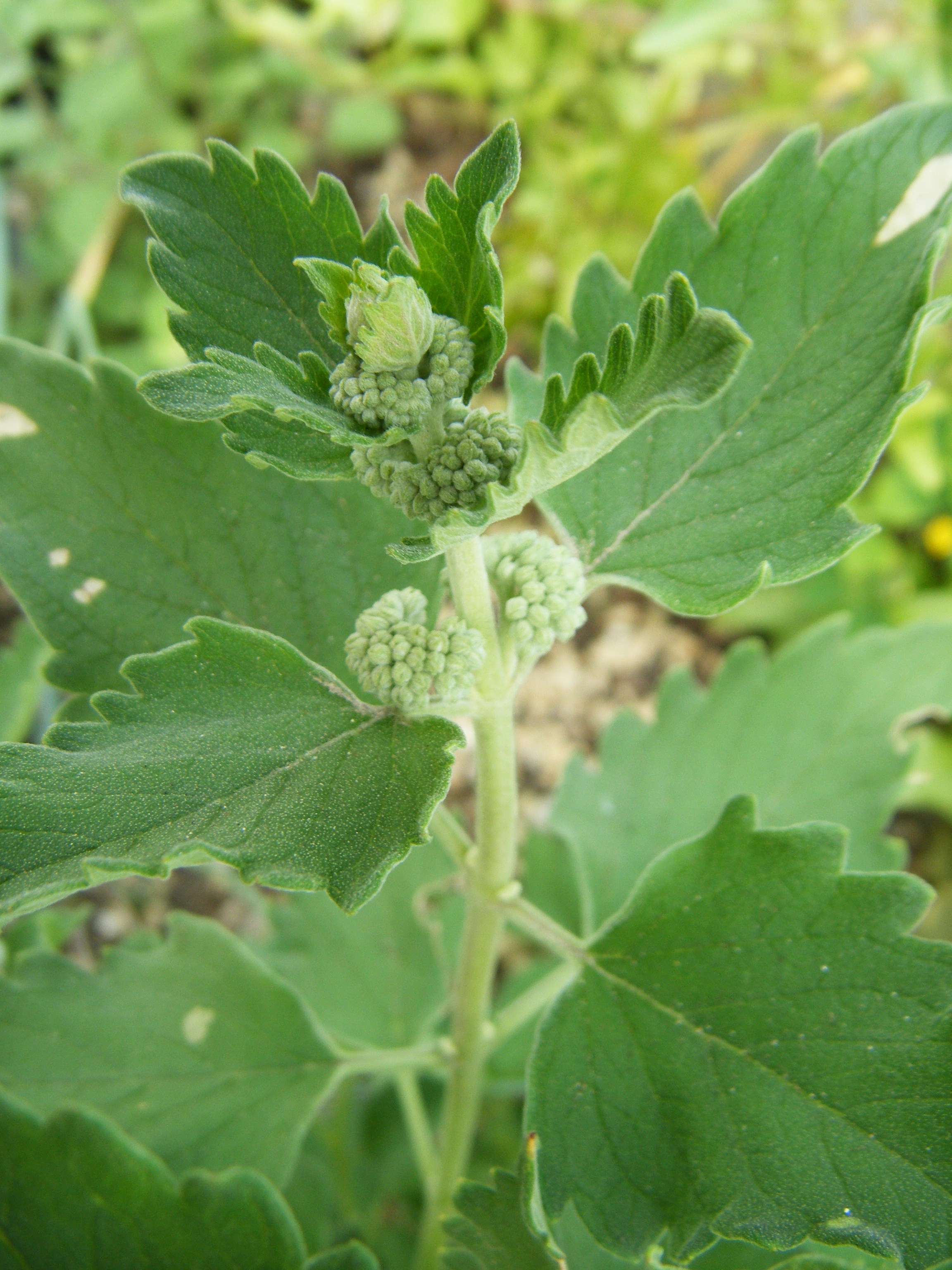 DSCF0582.jpg