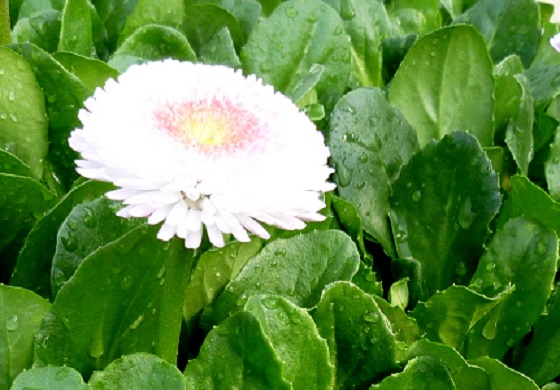 P1030973A.jpg