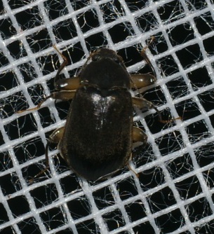 IMGP7170a.jpg