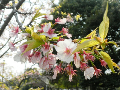 ヤマザクラ.JPG