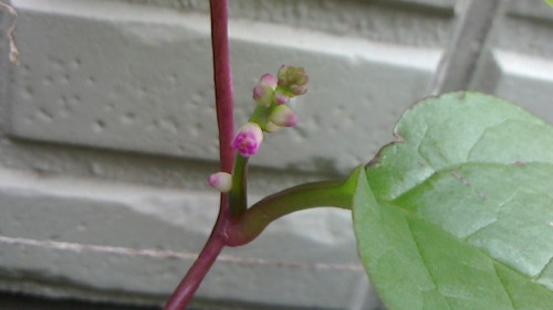 もう少し収穫できそうなツルムラサキと紫茎種の花 ゞ ネコ様とガーデニング 楽天ブログ