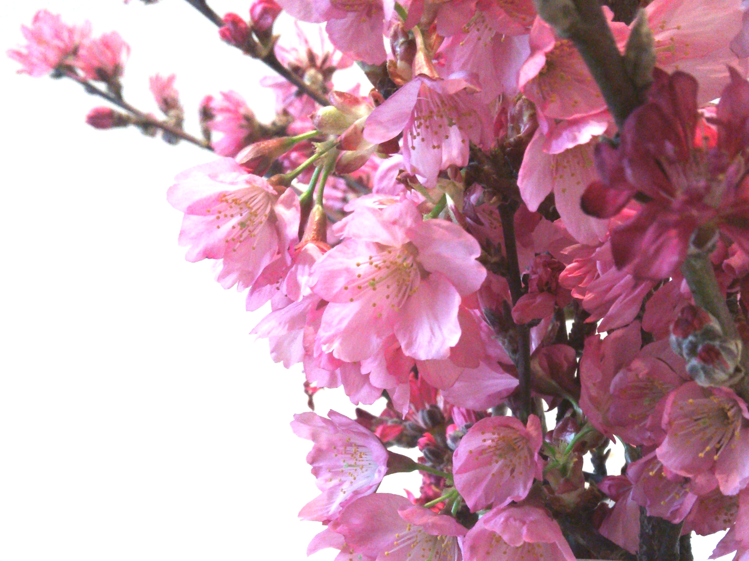 C:\fakepath\2013sakura.jpg