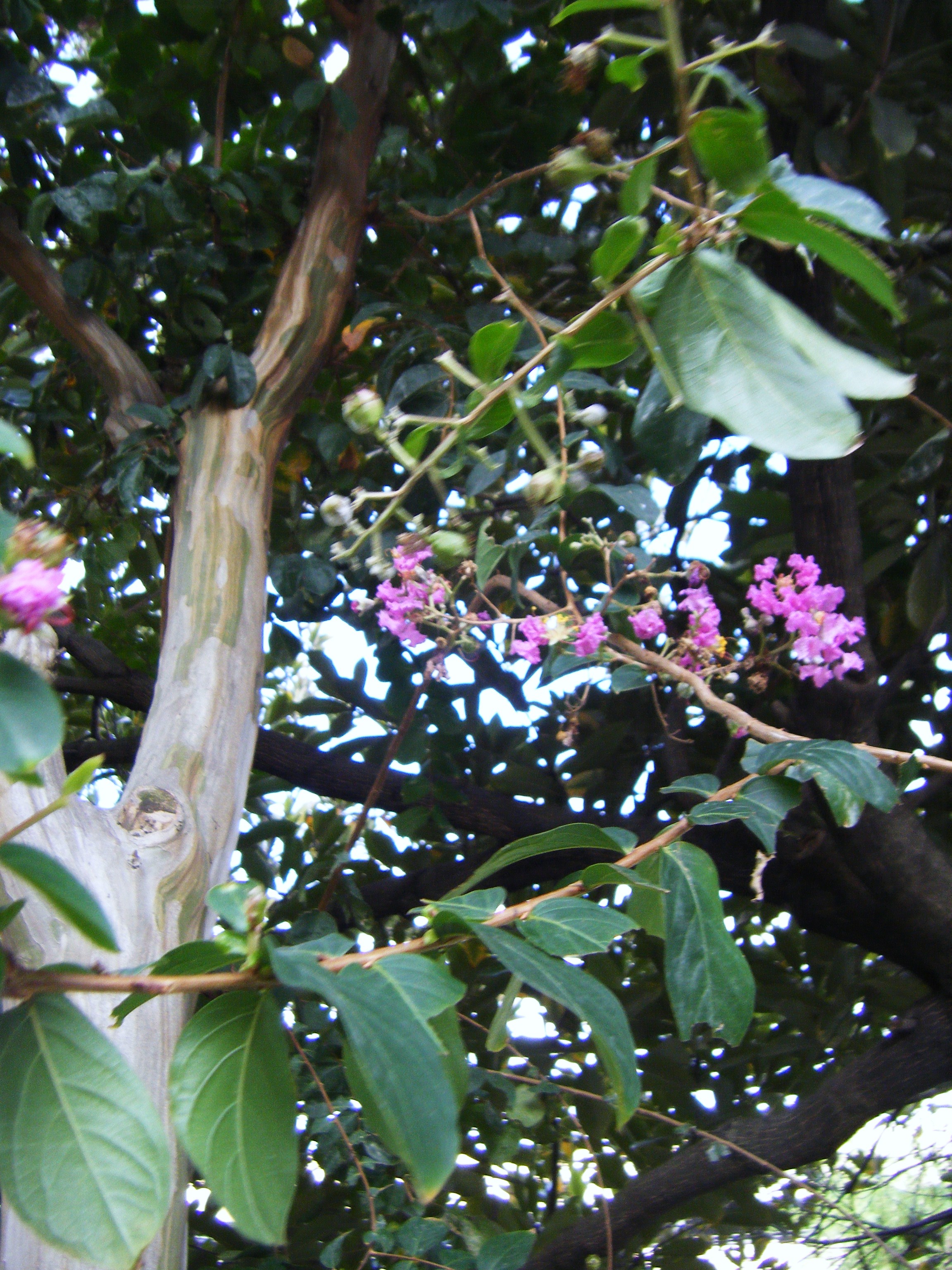 DSCF1158.jpg