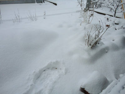 ７時　昨日から雪が降ってs.jpg