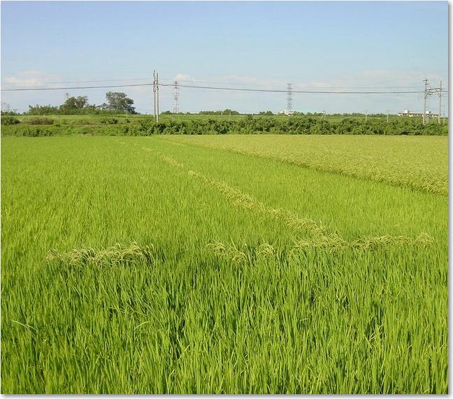 29L字に実った穂