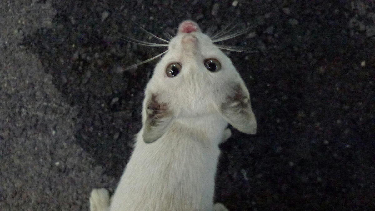 0猫が寄ってきた (2).JPG