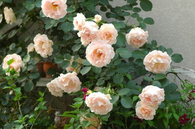 コピー ～ f 170.jpg