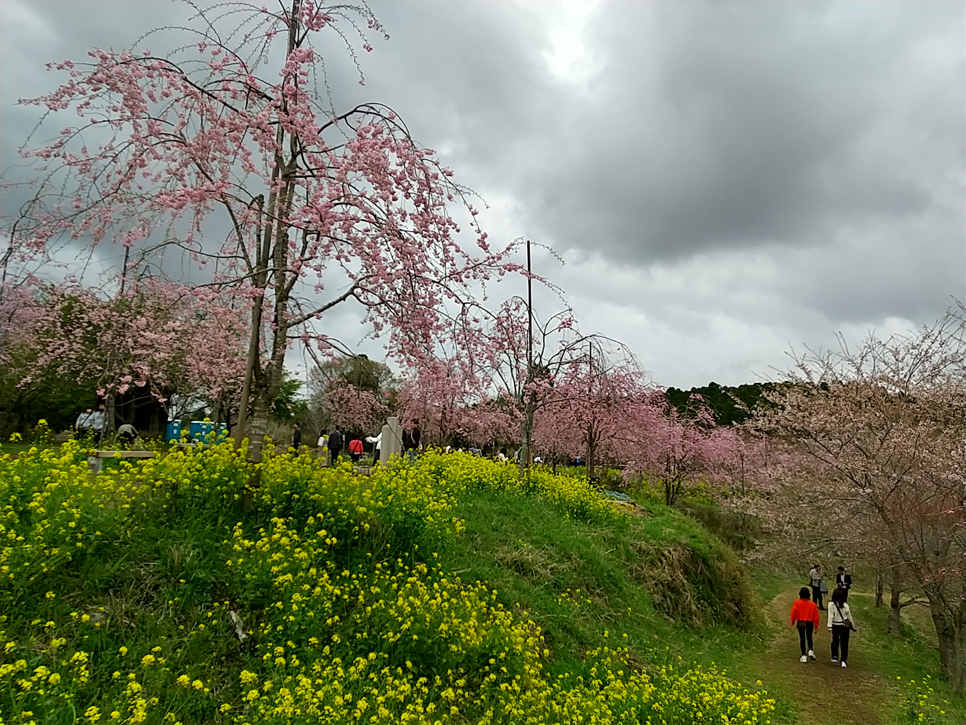 しだれ桜の里 (6).JPG