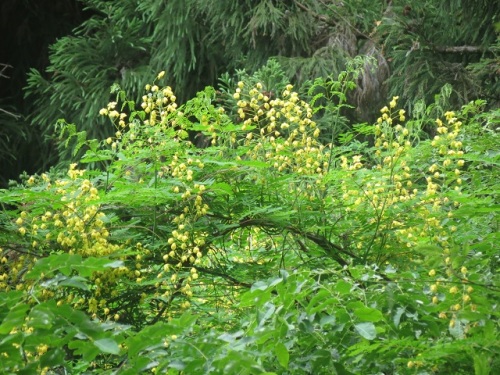 ジャケツイバラの花 初夏 5月下旬 の高尾山での自然観察 その7 しろうと自然科学者の自然観察日記 楽天ブログ