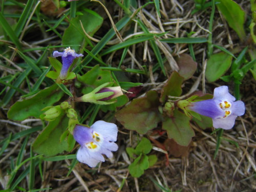 トキワハゼの花 一年中増えていき いつも淡い紫色の花が見られることから 花言葉は いつもと変わらぬ心 しろうと自然科学者の自然観察日記 楽天ブログ