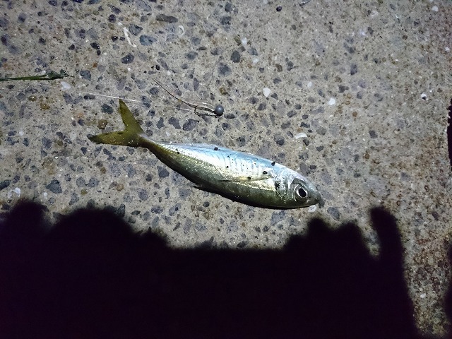 showPhoto (640×480)